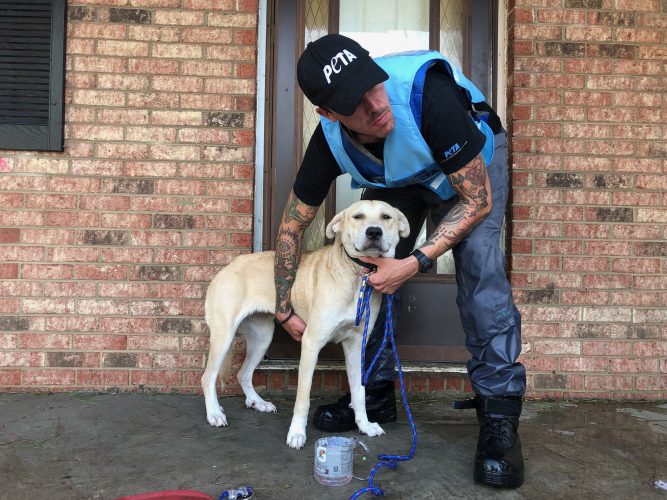 ‘Breaking the Chain’ Exposes Plight of Abused, Neglected Pets